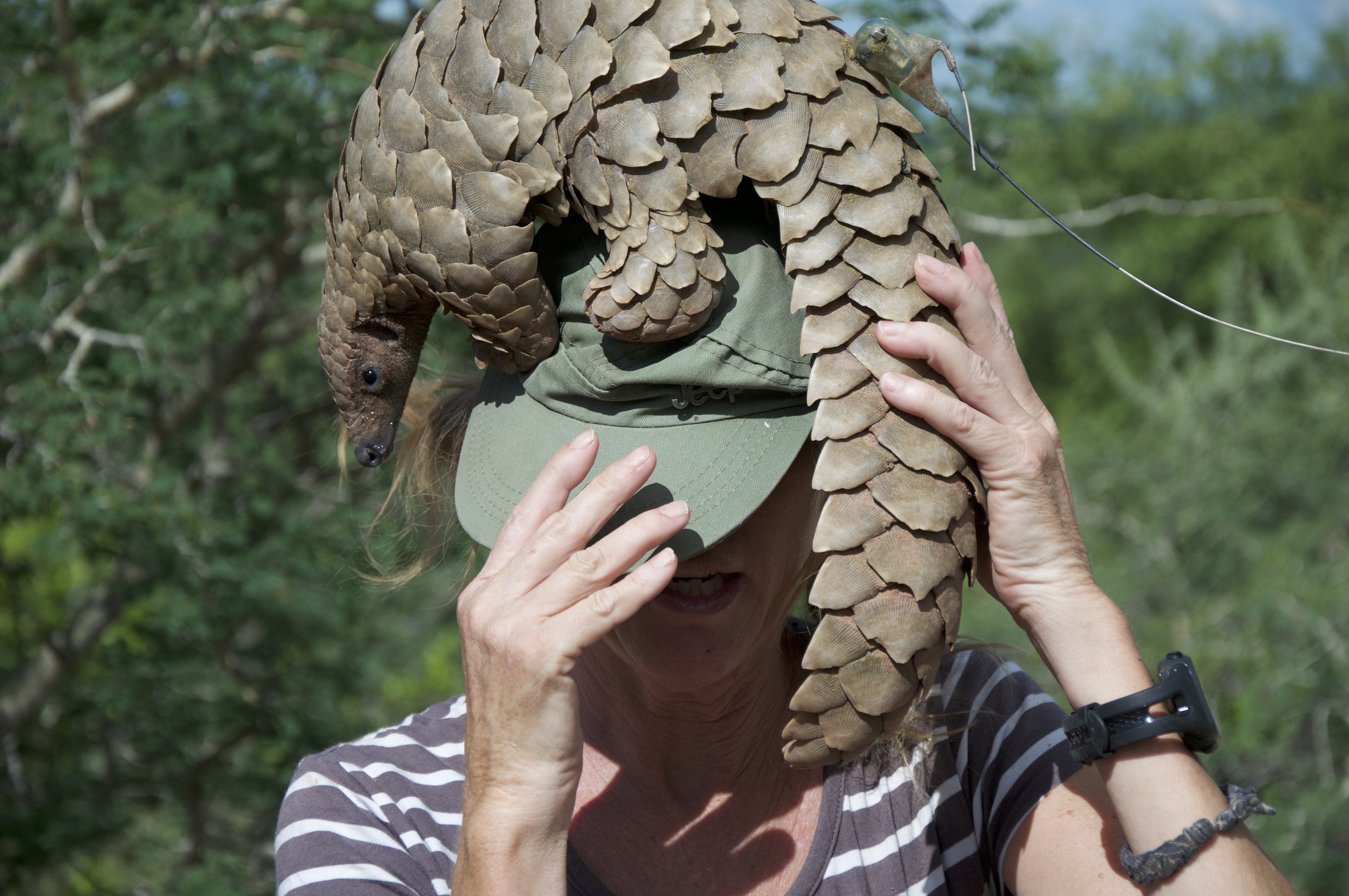Ground Pangolin